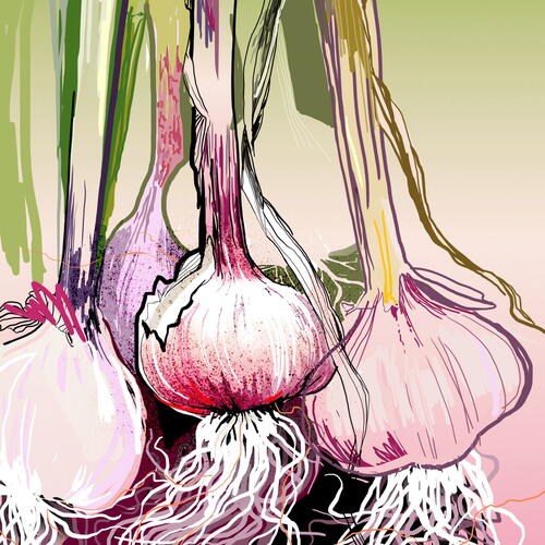 garlic