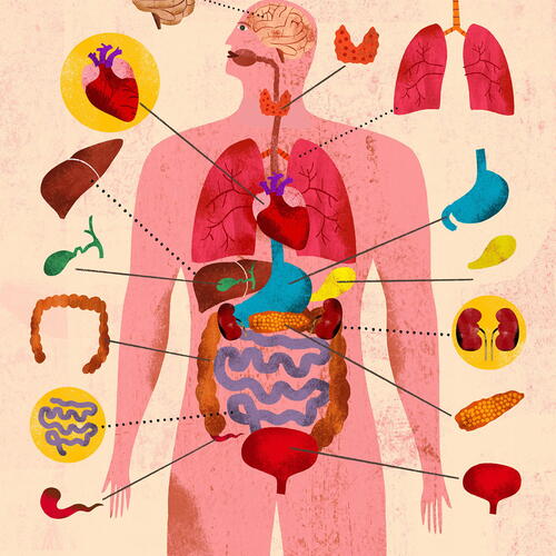 The Human Body