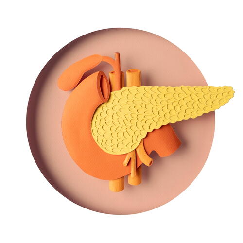 Pancreas