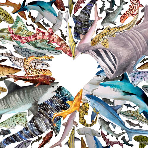 Shark