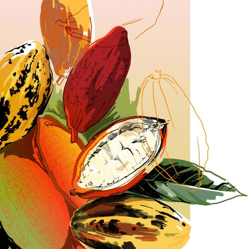 cocao