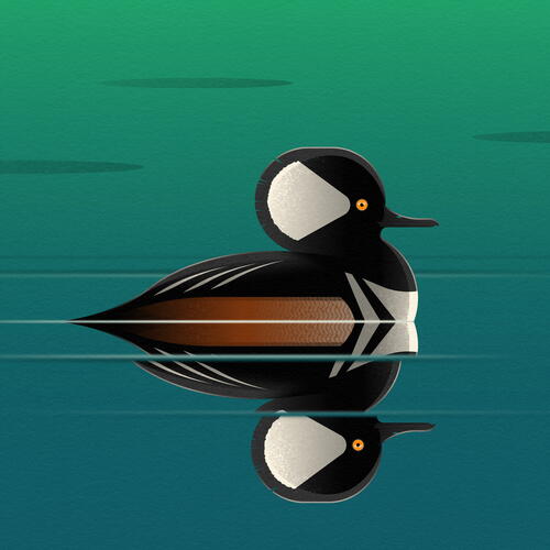 hooded merganser
