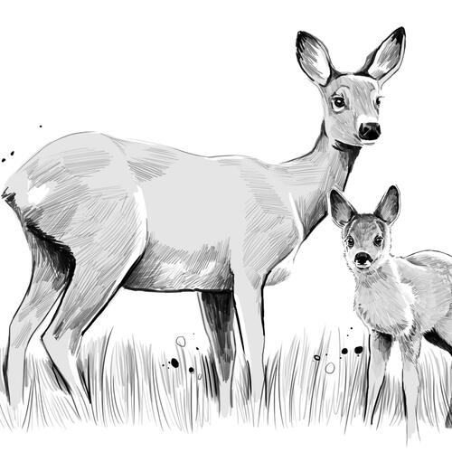 deer
