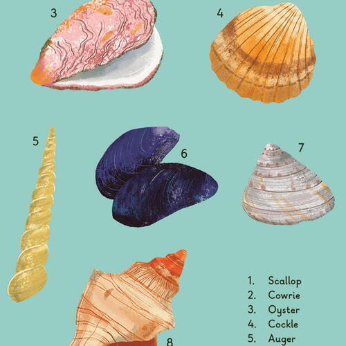 WHAT TO LOOK FOR BY THE SHORE