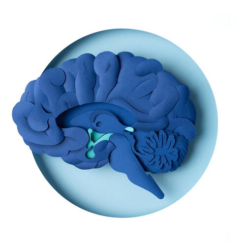 Brain