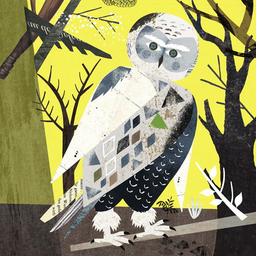 Snowy owl
