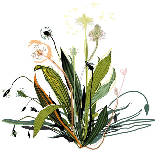 RIBWORT PLANTAIN